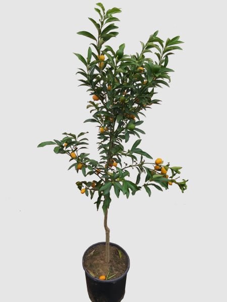 Kumkuat Fidanı 4 Yaş