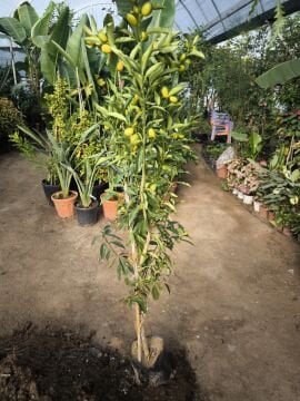 Kumkuat Fidanı 3 Yaş