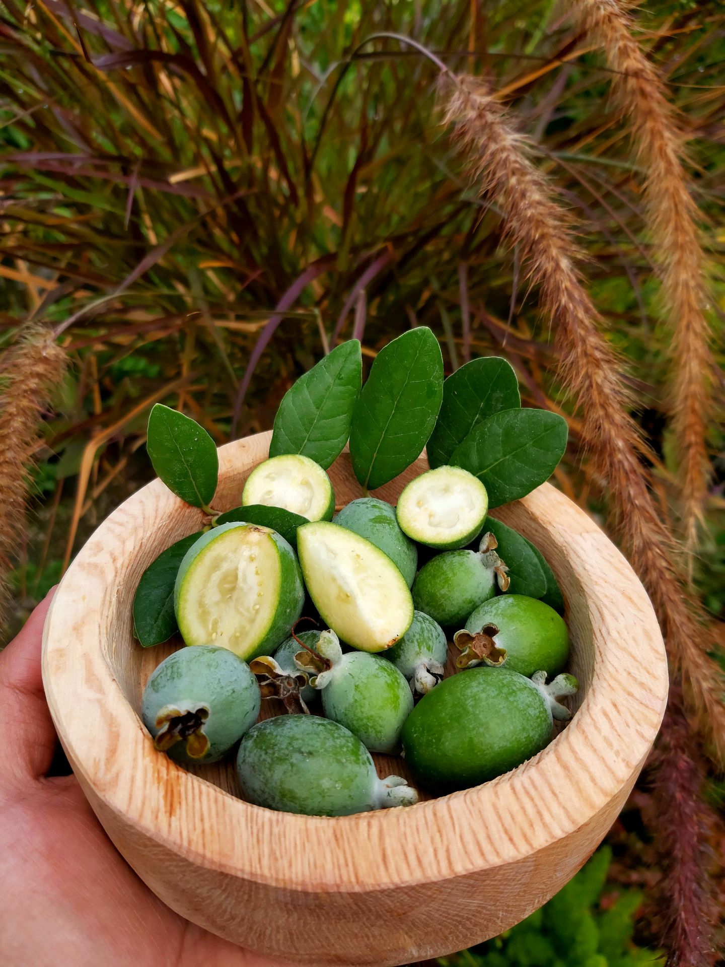 Kaymak Ağacı Fidanı (Feijoa)