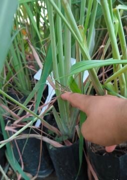 Limon Otu (Lemon Grass)