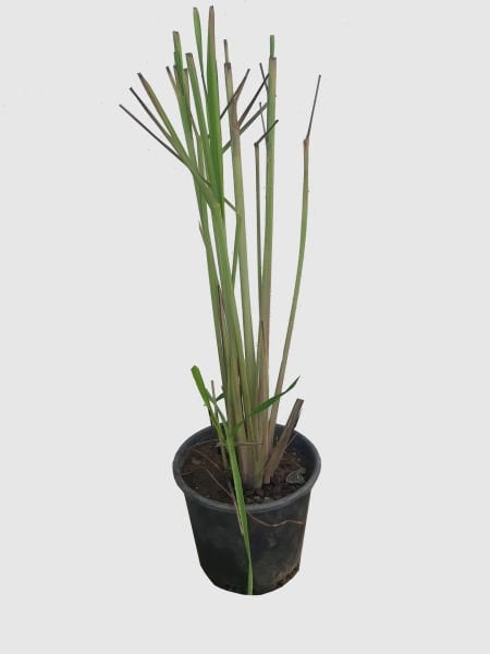 Limon Otu (Lemon Grass)