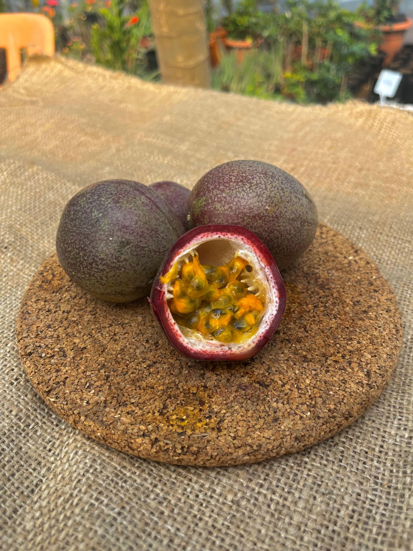 Passiflora Fidanı (Çarkıfelek)