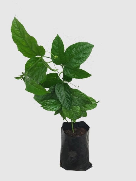 Passiflora Fidanı (Çarkıfelek)