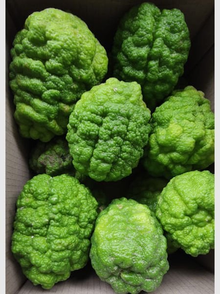 Bergamot Fidanı