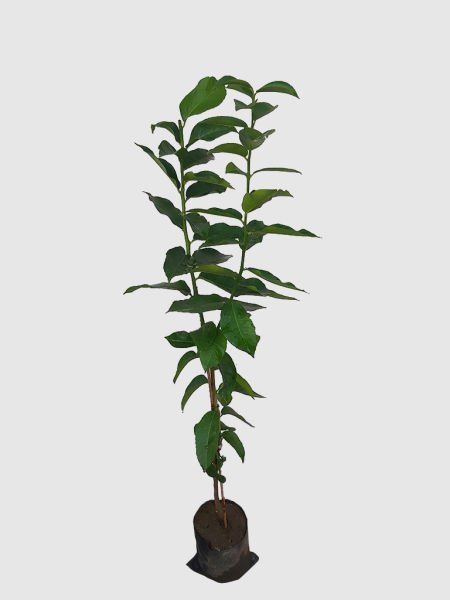 Bergamot Fidanı