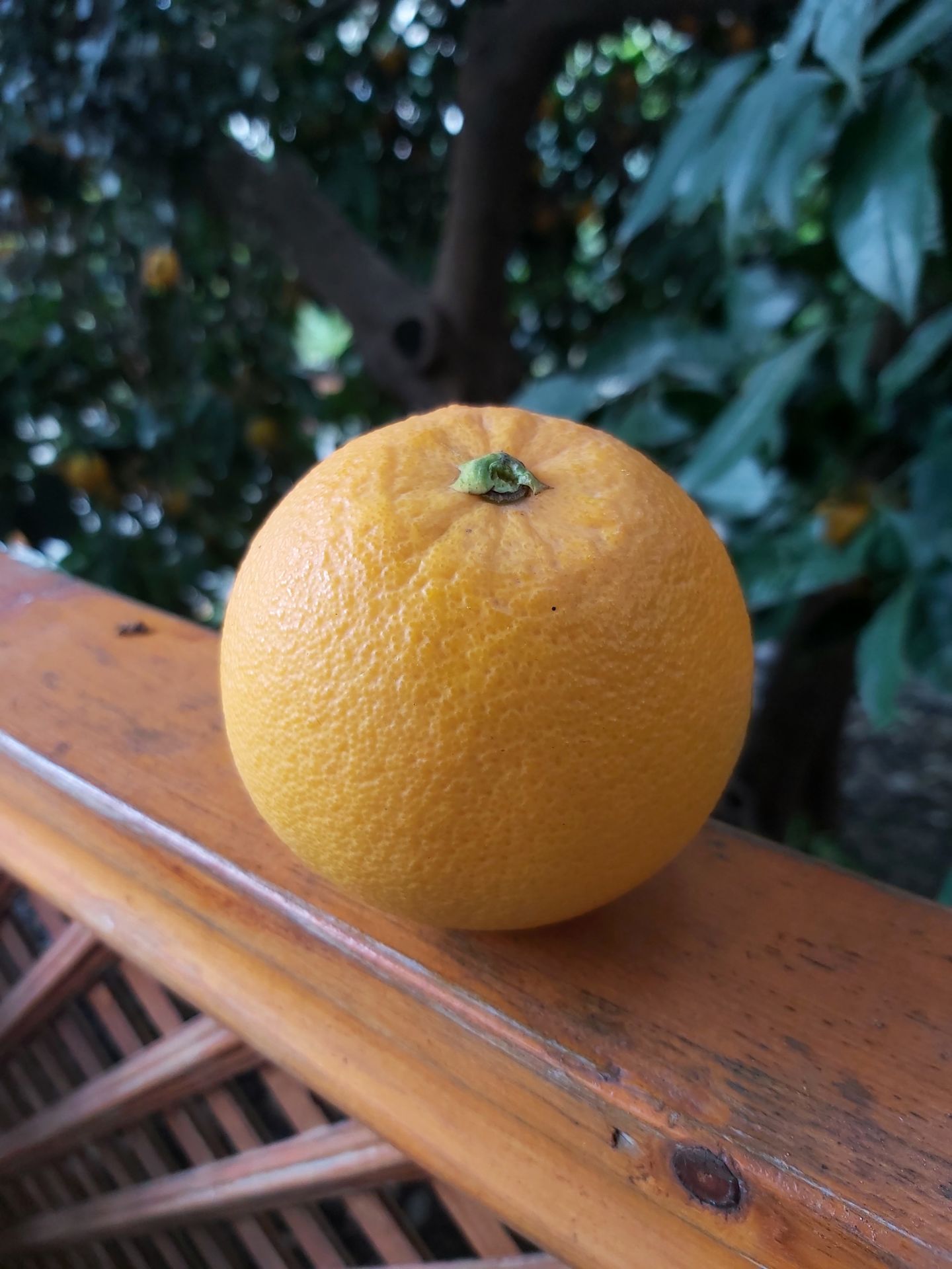 Aşılı Portakal Fidanı (Washington)