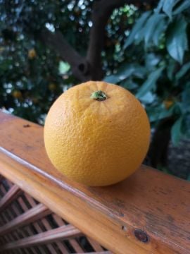 Aşılı Portakal Fidanı (Washington)
