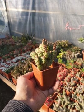 Opuntia microdasys 'Rufida Minor '