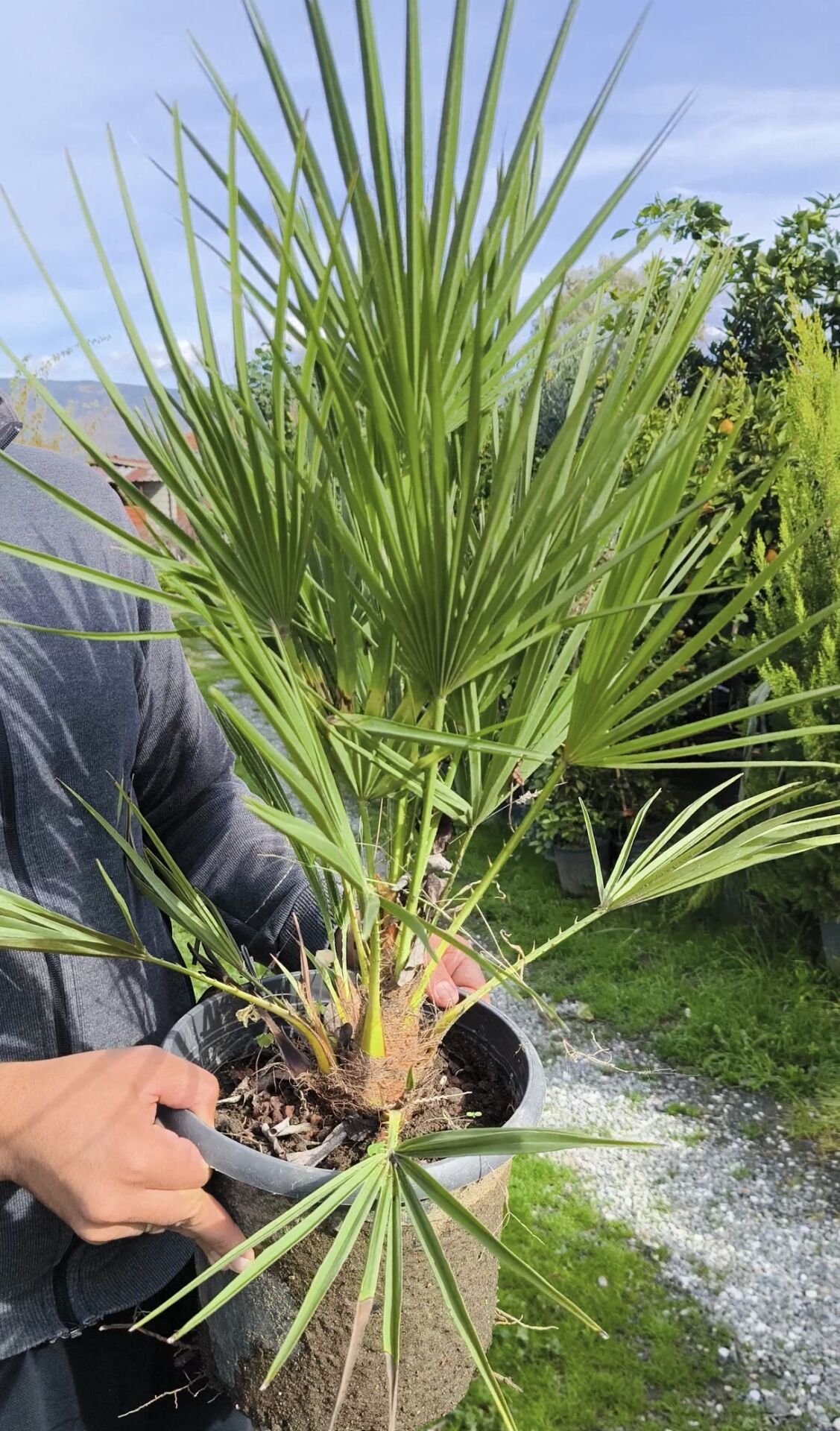 Bodur Palmiye - Chamaerops humulis