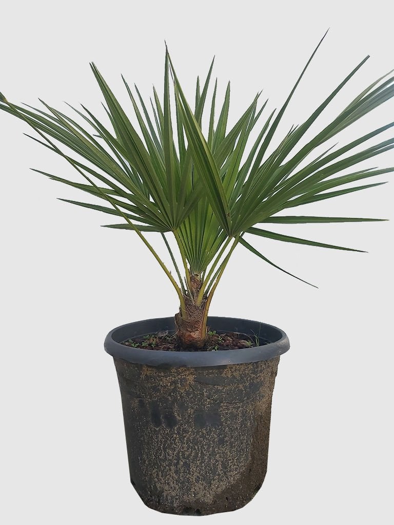 Bodur Palmiye - Chamaerops humulis