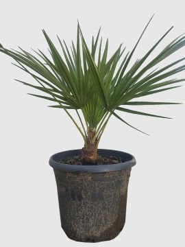 Bodur Palmiye - Chamaerops humulis