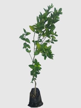 W. Murcott Mandalina Fidanı - Geçci Mandalina