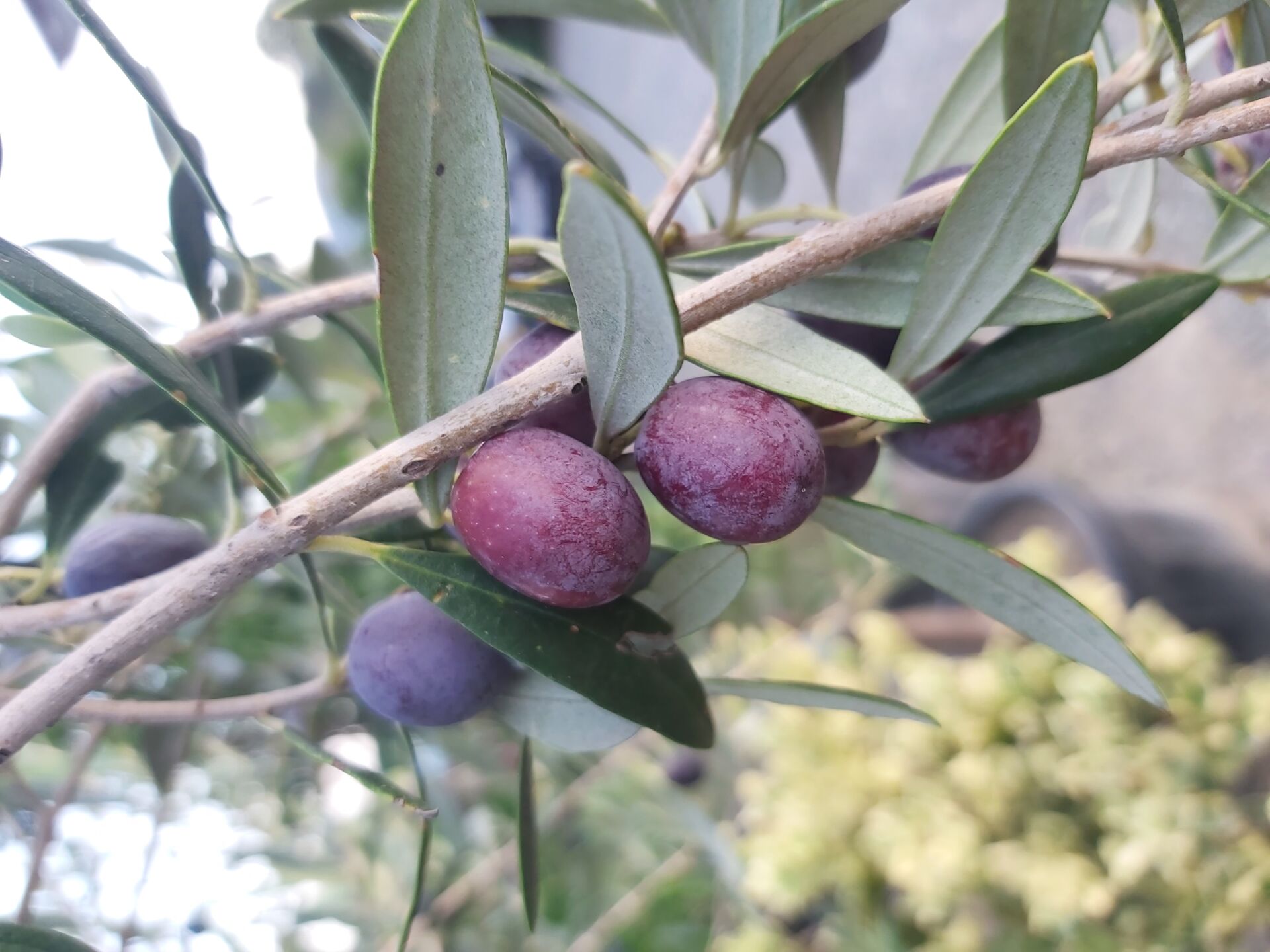 Bodur Zeytin Fidanı - Arbequina - 4 Yaş Saksılı