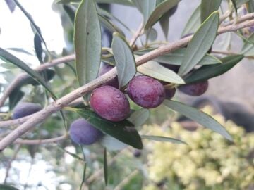 Bodur Zeytin Fidanı - Arbequina - 4 Yaş Saksılı