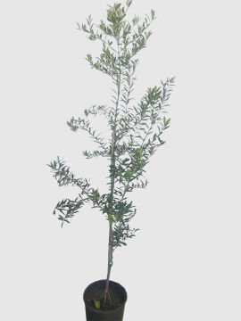 Bodur Zeytin Fidanı - Arbequina - 4 Yaş Saksılı