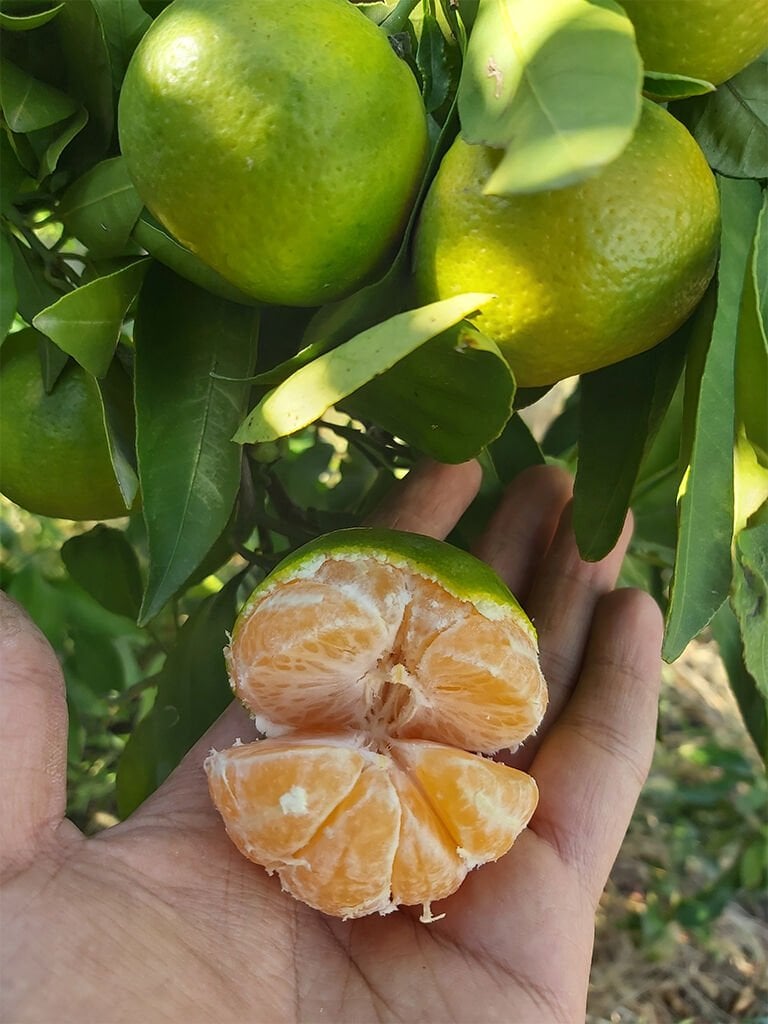 Okitsu Mandalina Fidanı (Erkenci Mandalina)