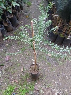 Havyar Limon Fidanı (Everbearing)