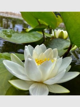 Beyaz Nilüfer Çiçeği