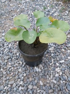 Beyaz Nilüfer Çiçeği