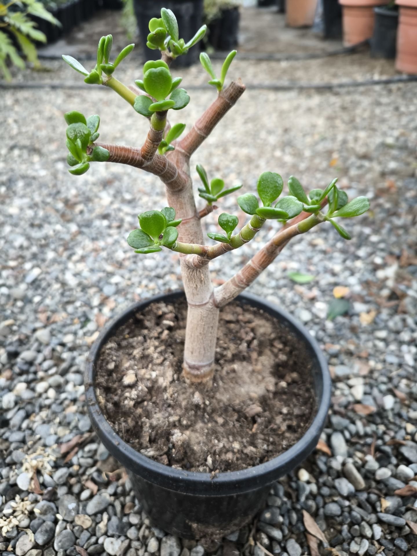 Para Ağacı - Crassula ovata