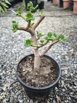 Para Ağacı - Crassula ovata