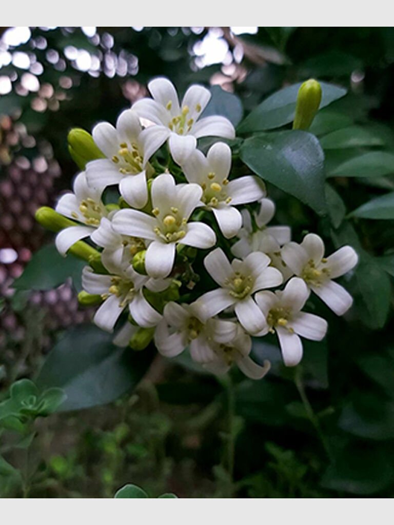 Turunç Yasemini - Murraya