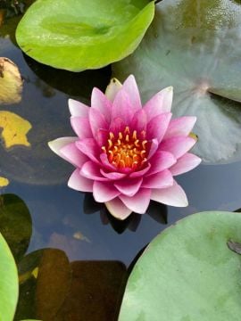 Kırmızı Nilüfer Çiçeği