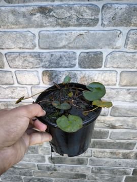 Kırmızı Nilüfer Çiçeği