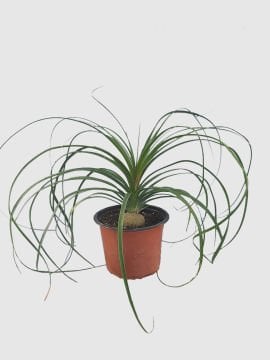 Nolina - Fil Ayağı - Beaucarnea recurvata