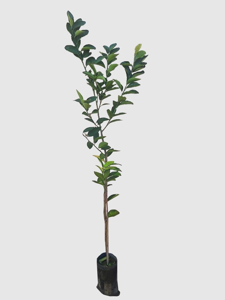 Lime Limon Fidanı - Tahiti Lime