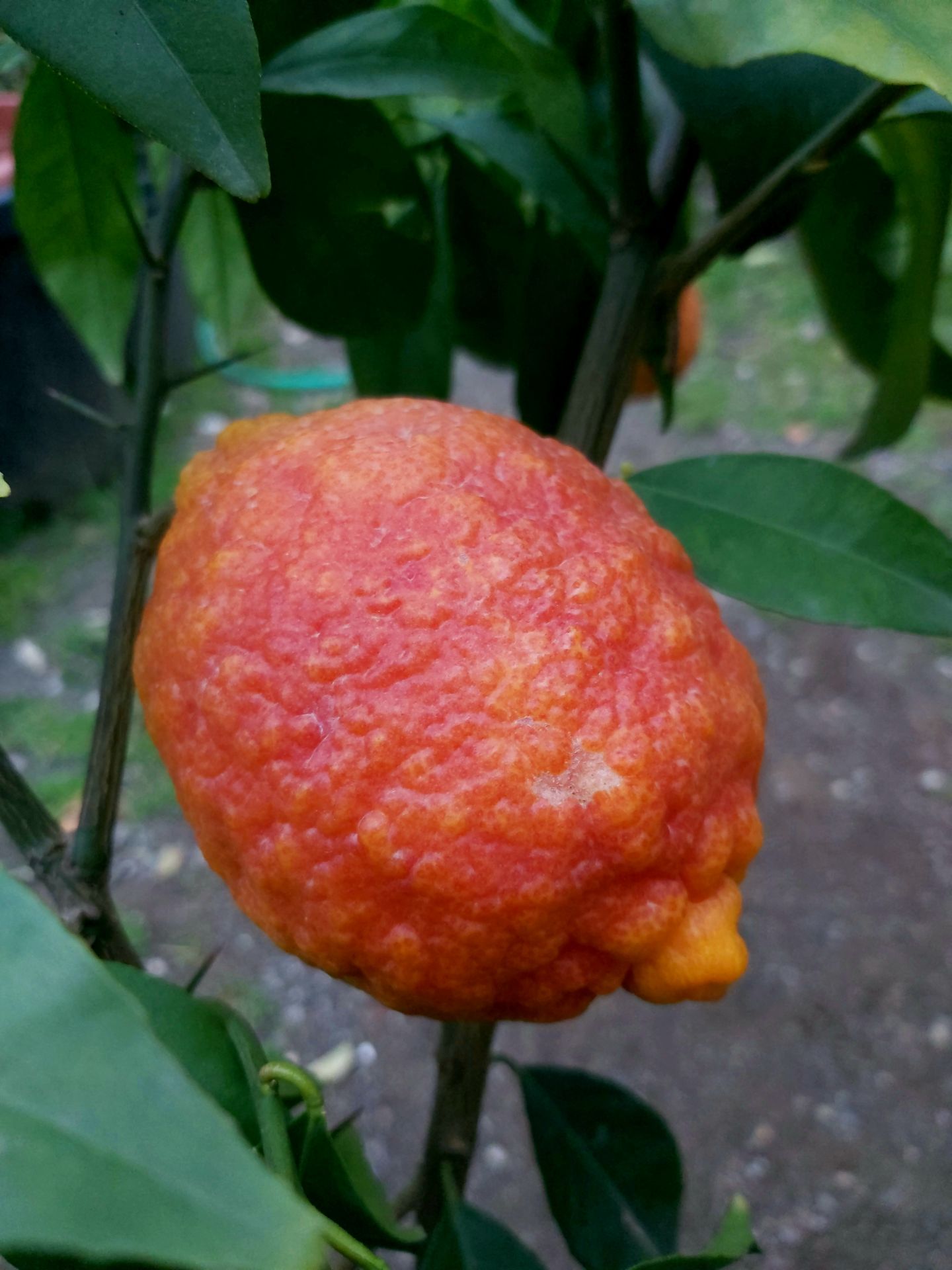 Lemon Rosso Fidanı - Kanlı Limon