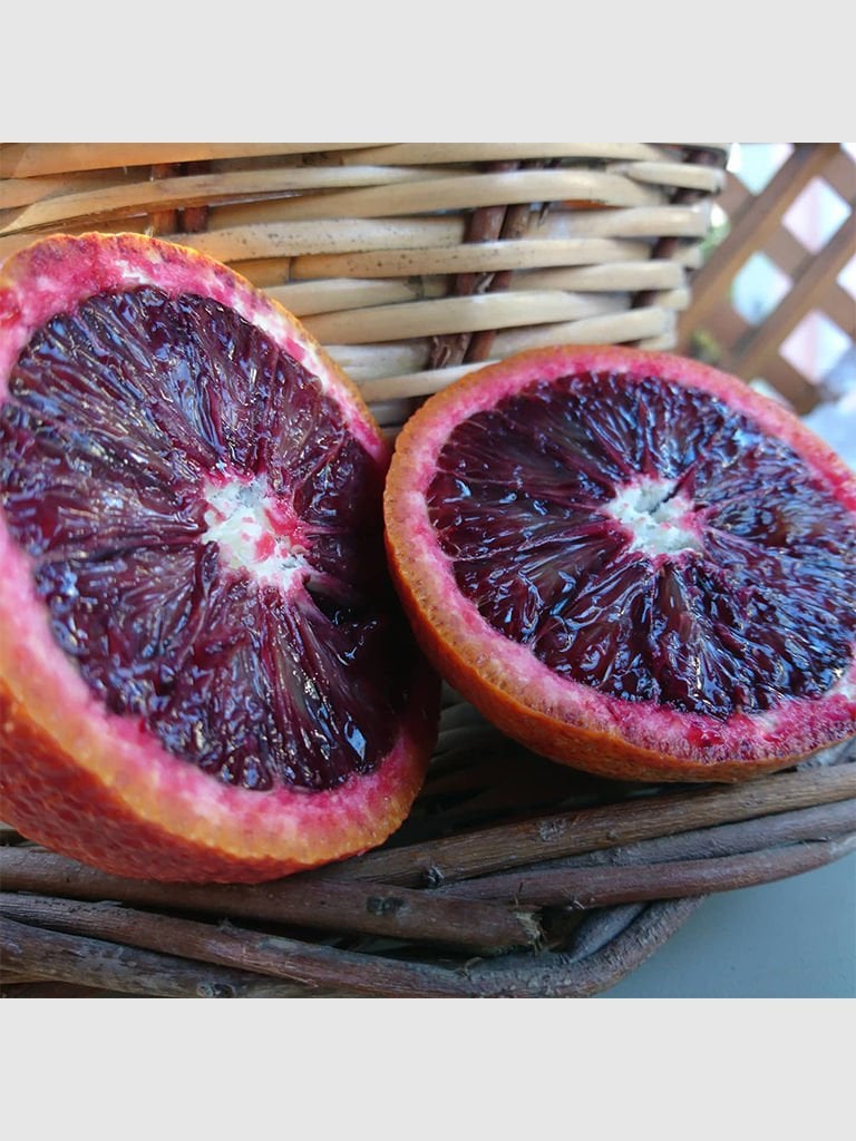 Kan Portakalı Fidanı - Moro