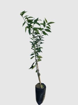 Klemantin Mandalina Fidanı