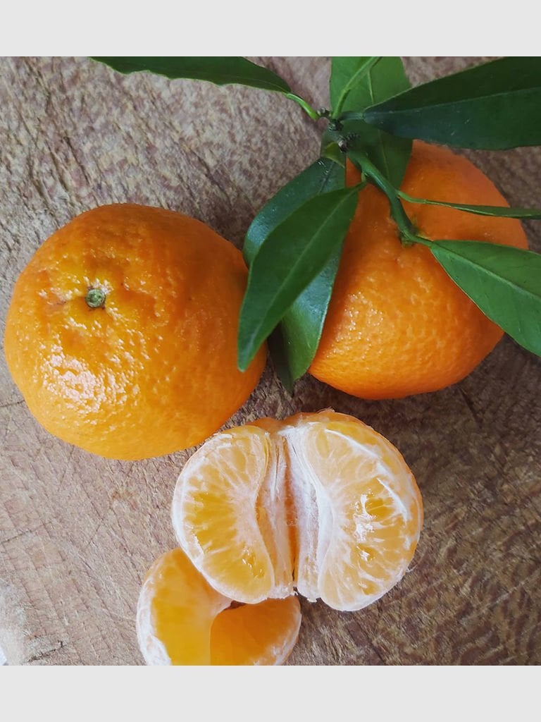 Klemantin Mandalina Fidanı