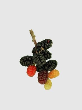 Urmu Dut Fidanı - Ekşi Dut