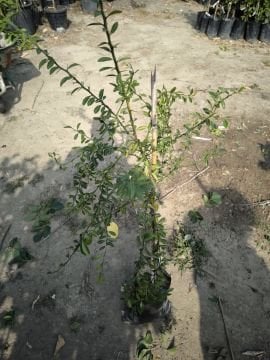 Blood Lime Fidanı ( Kanlı Limon )