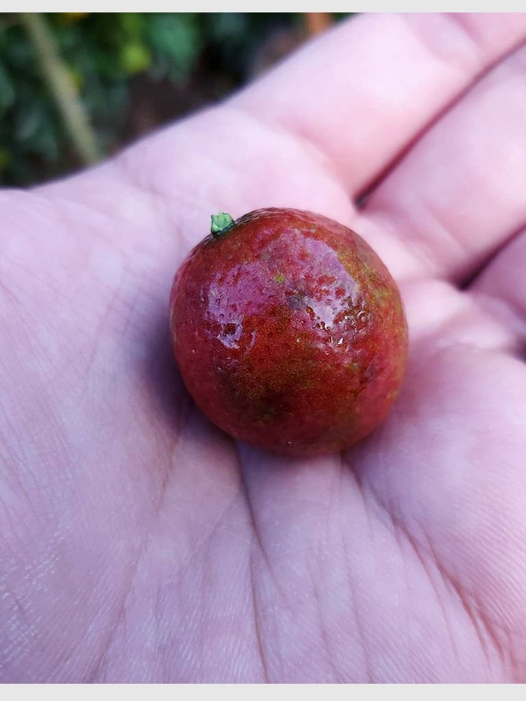 Blood Lime Fidanı ( Kanlı Limon )