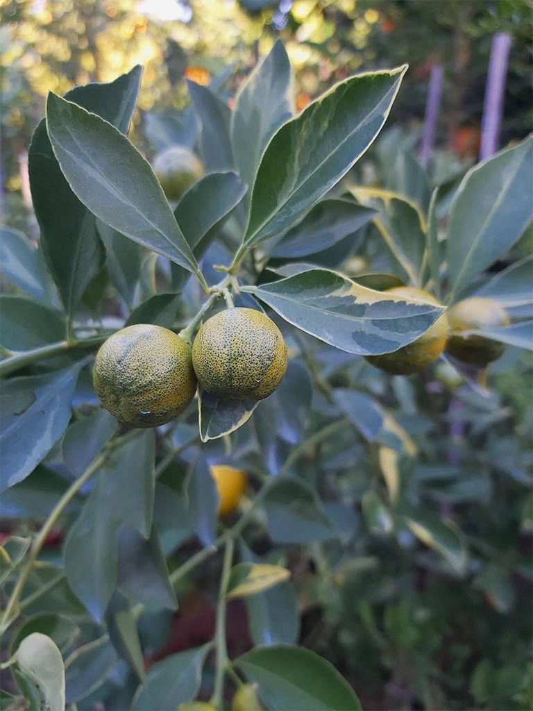 Süs Mandalinası Fidanı ( Alacalı Calamondin )