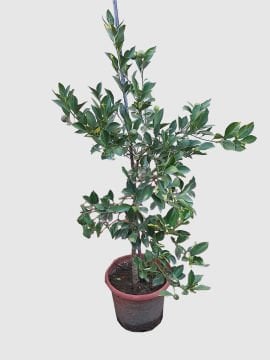 Süs Mandalinası Fidanı ( Alacalı Calamondin )