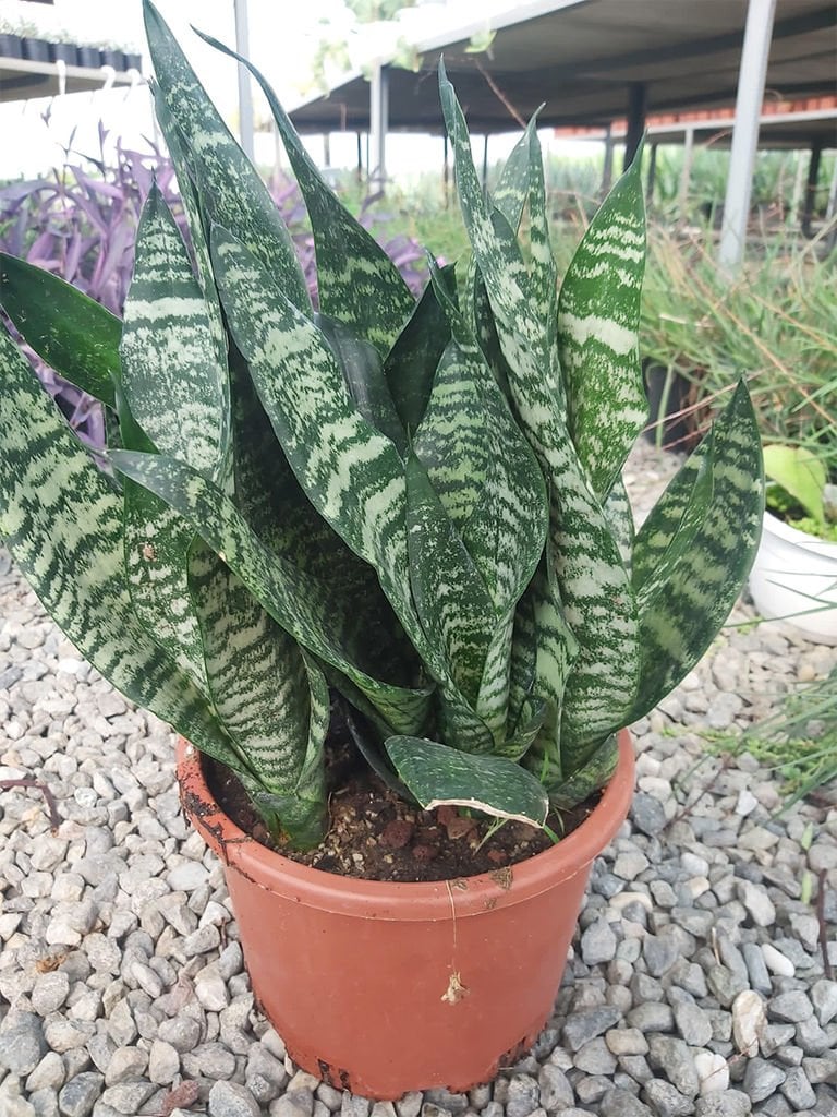 Sansevieria trifasciata (Paşa Kılıcı)