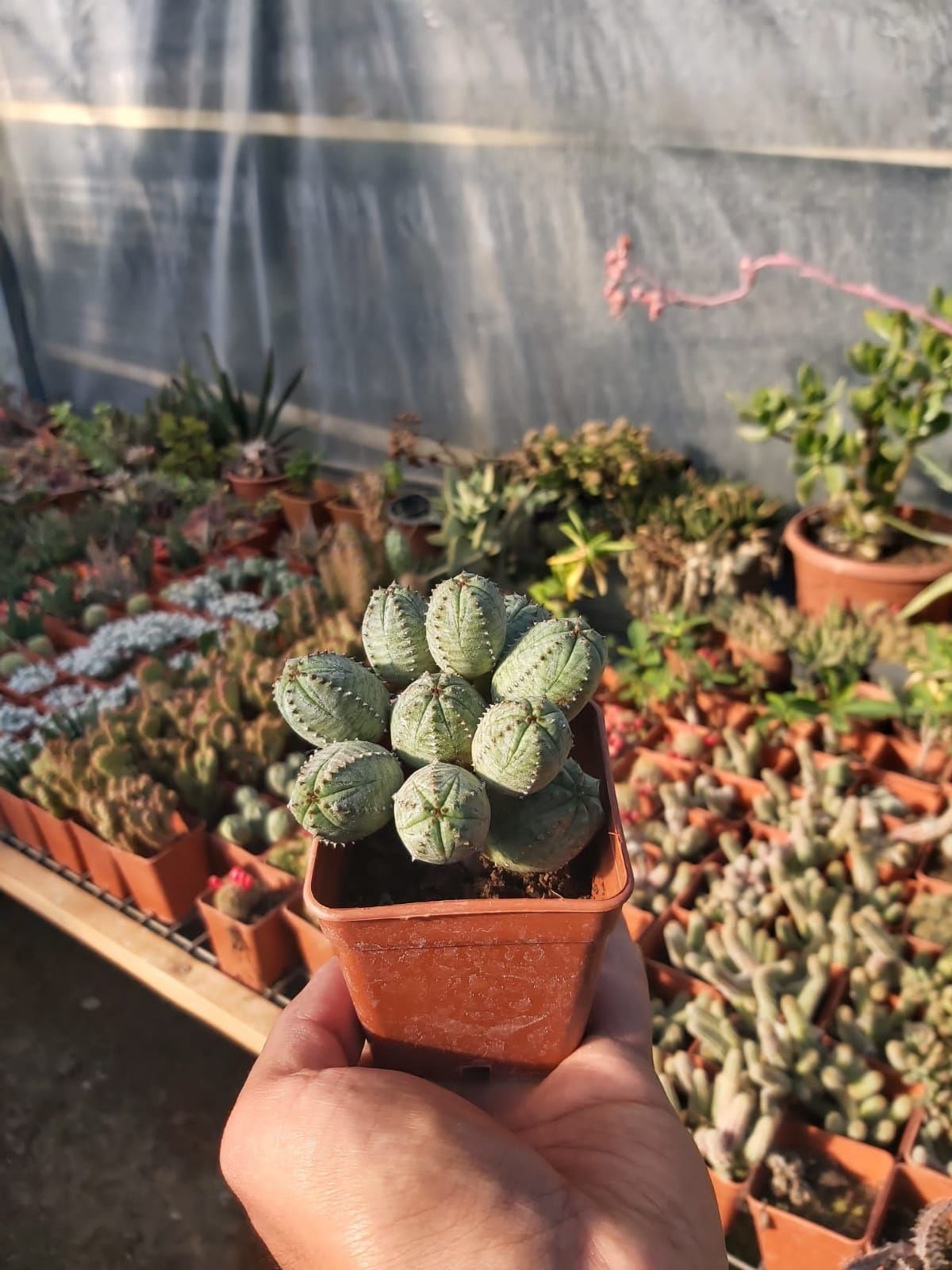 Euphorbia globosa 'Marloth'