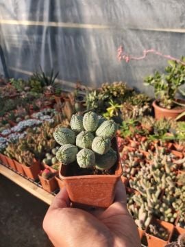 Euphorbia globosa 'Marloth'