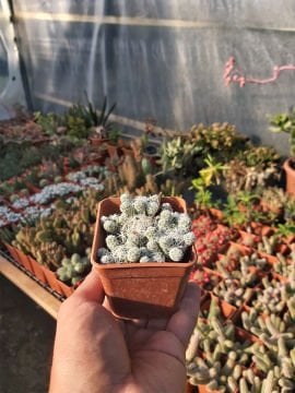 Mammillaria gracilis
