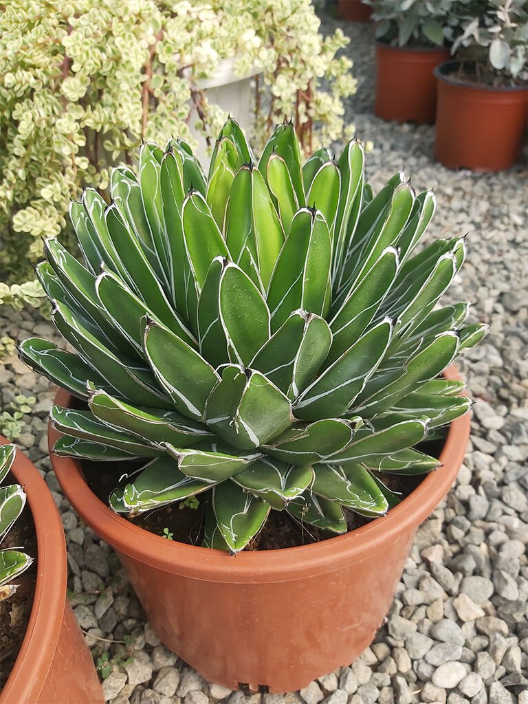 Agave victoriae-reginae
