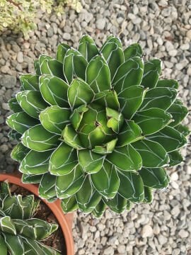 Agave victoriae-reginae