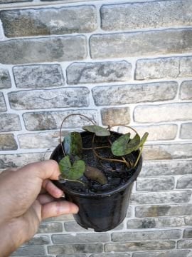 Sarı Nilüfer Çiçeği