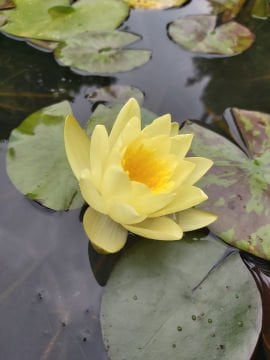 Sarı Nilüfer Çiçeği