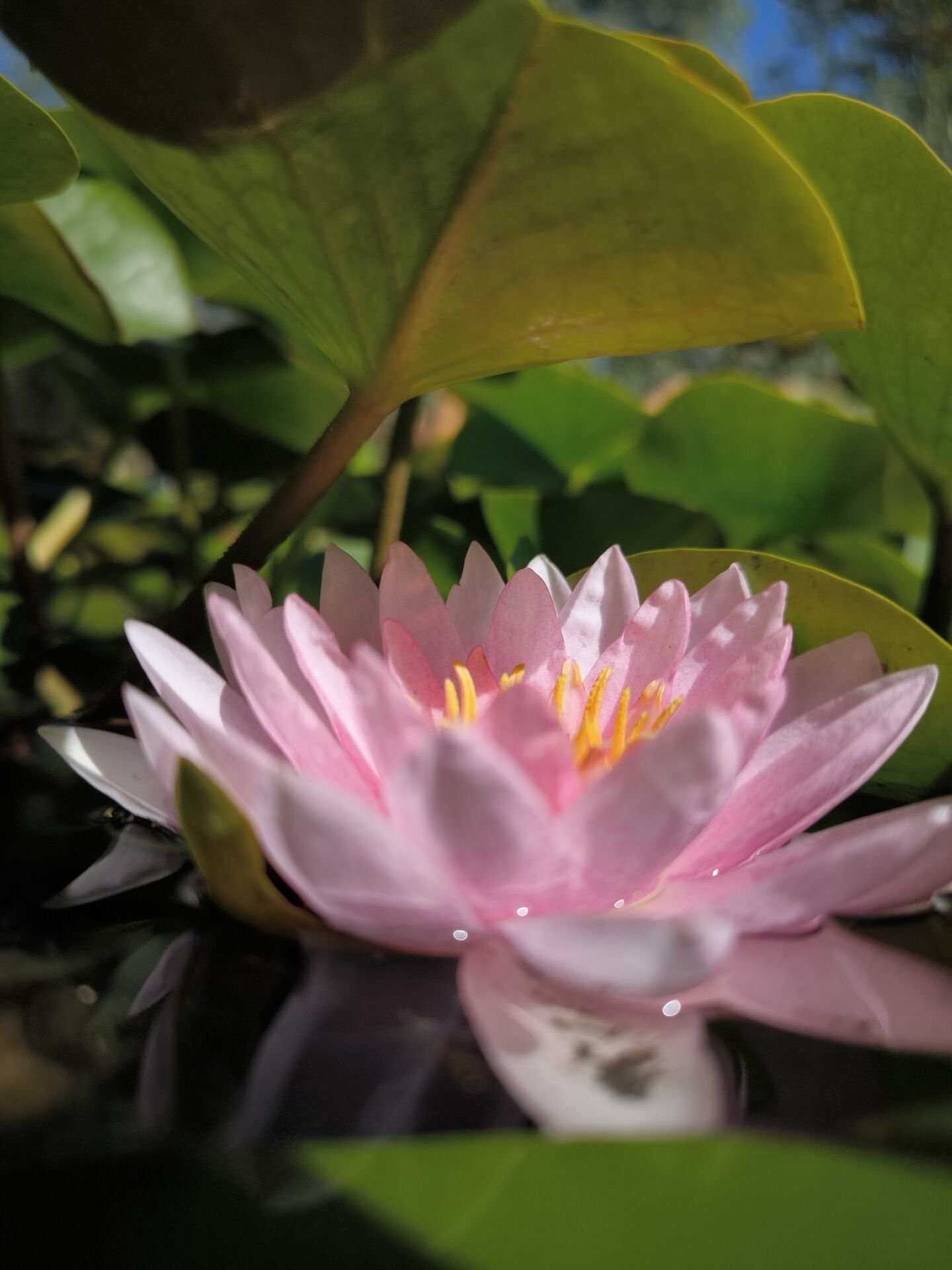 Pembe Nilüfer Çiçeği