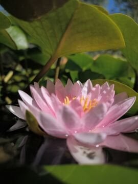 Pembe Nilüfer Çiçeği