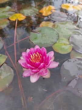 Bebek Kırmızı Nilüfer Çiçeği